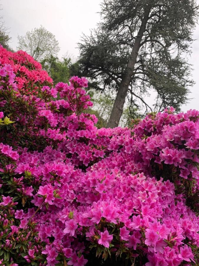 Appartamento Giardini MAGNOLIA Belgirate Esterno foto